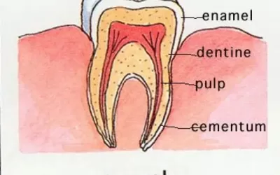 The Truth about Tooth Enamel!