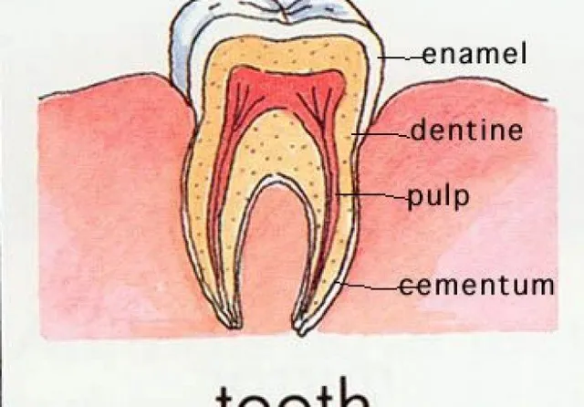 The Truth about Tooth Enamel!